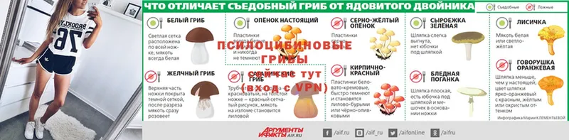 Псилоцибиновые грибы мицелий  Кимовск 